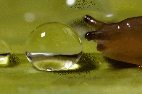 Can canh cach sen uong nuoc hinh anh