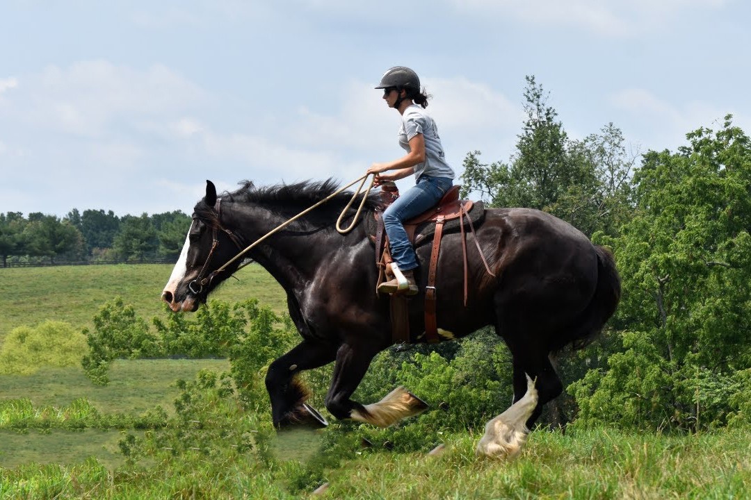 Con ngua cao nhat the gioi hinh anh