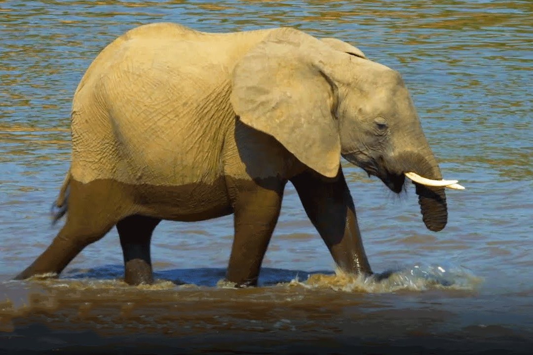 Con voi bi mat voi do bay cua nguoi san trom hinh anh