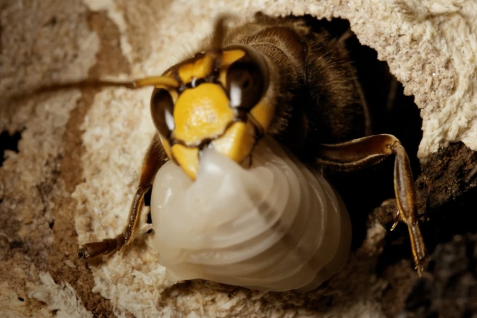 So phan cua ong bap cay chua khi xong nhiem vu hinh anh