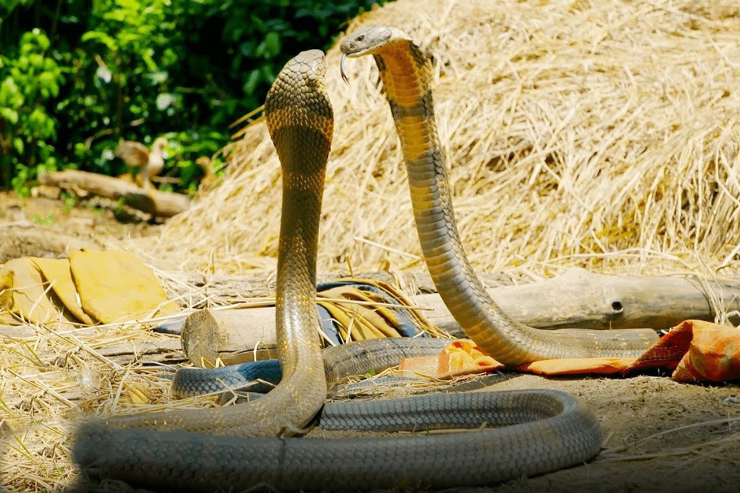 Cuoc quyet chien cua hai con ran ho mang chua hinh anh