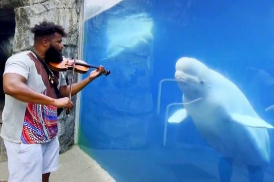 Ca voi trang thich thu truoc tieng dan violin hinh anh