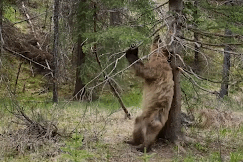 Vi sao gau thich co co the len cay? hinh anh