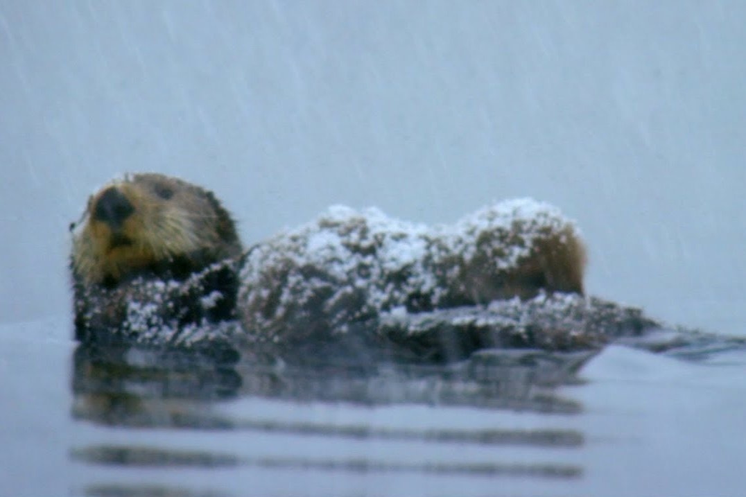 Rai ca me lac con giua bao tuyet hinh anh