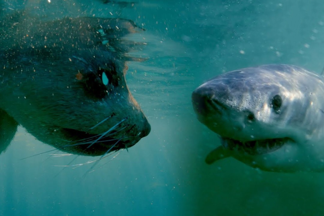 Cuoc chien cua hai cau va ca map trang hinh anh