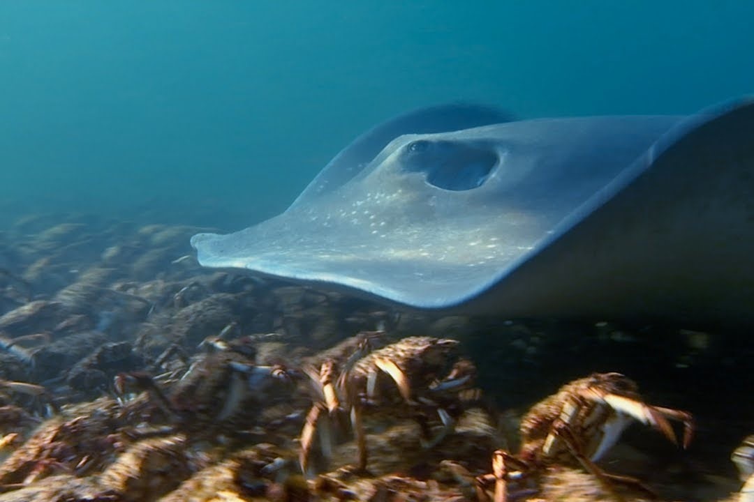 Ca duoi phuc kich hon 100.000 con cua hinh anh