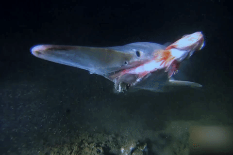 Loai ca map co bo ham dop moi nhanh nhat the gioi hinh anh