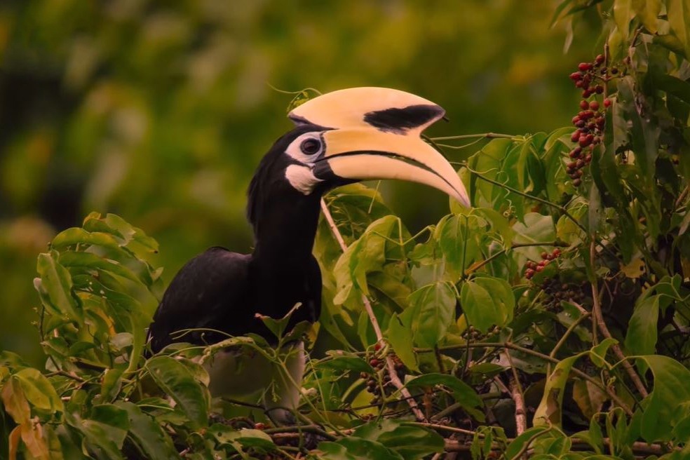 Cach san doi dieu luyen cua chim hong hoang hinh anh
