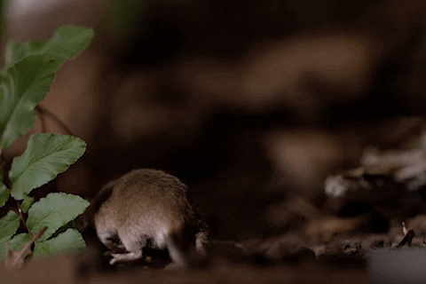 Tran da tan cong con moi hinh anh