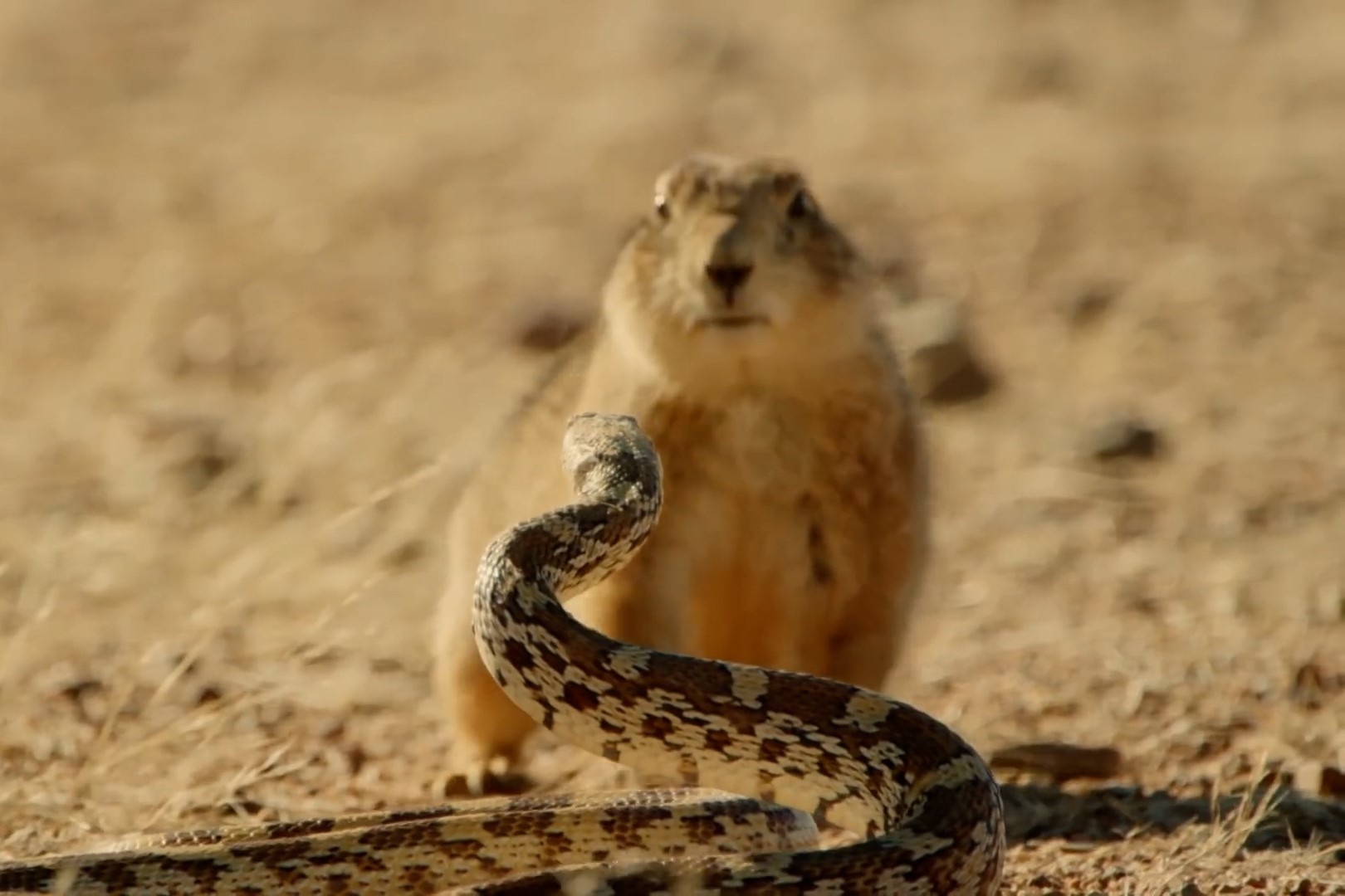 Cay thao nguyen danh duoi ran de bao ve con hinh anh