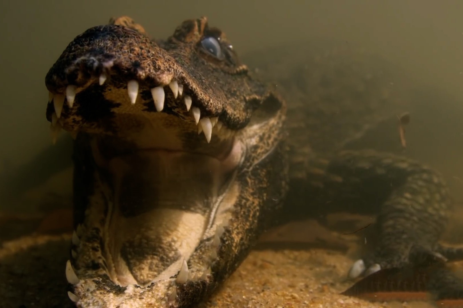 Ca sau nin tho san moi duoi nuoc hinh anh