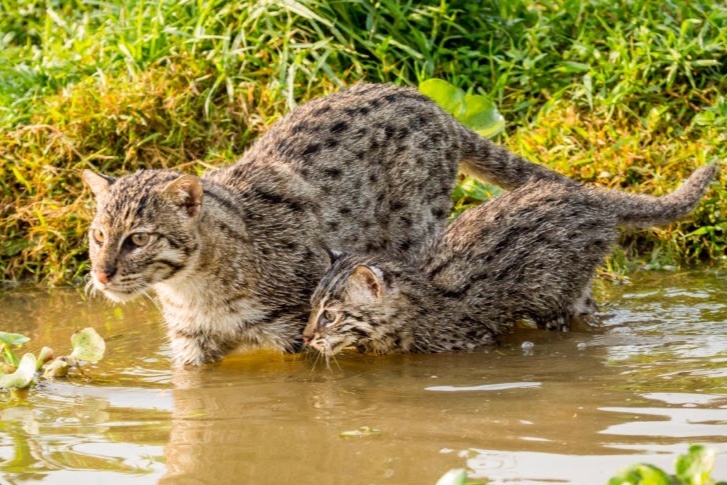 Meo ca day con san moi duoi nuoc hinh anh