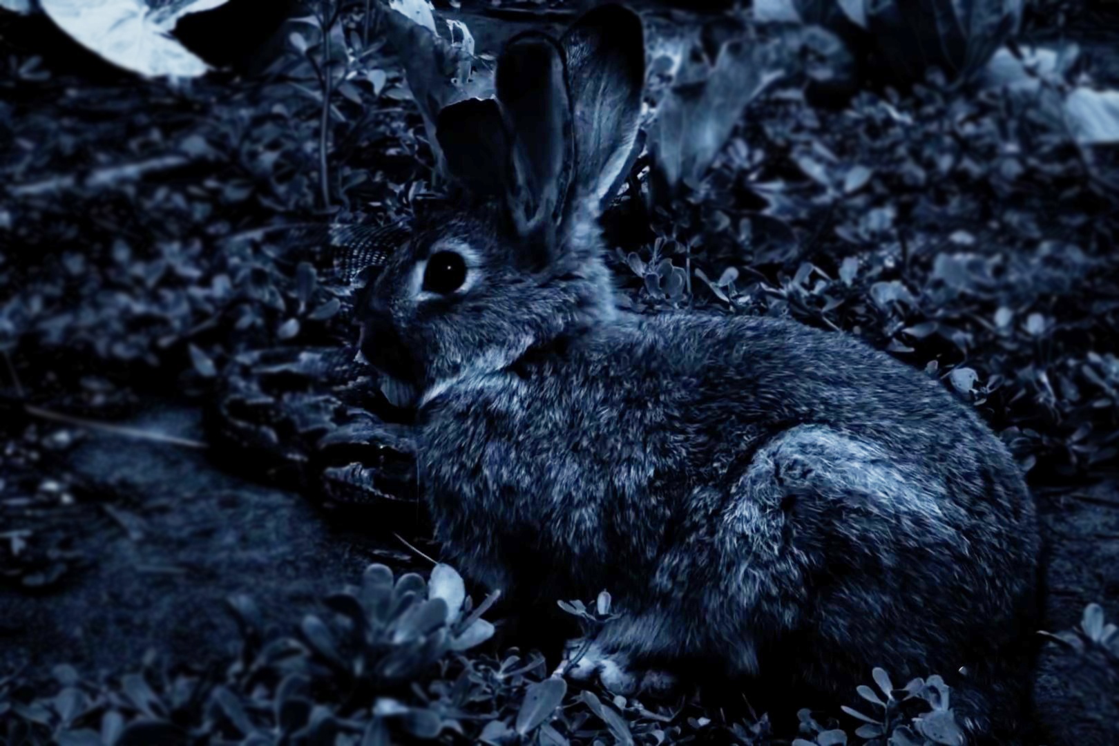 Tran da nuot tron tho rung trong bong dem hinh anh