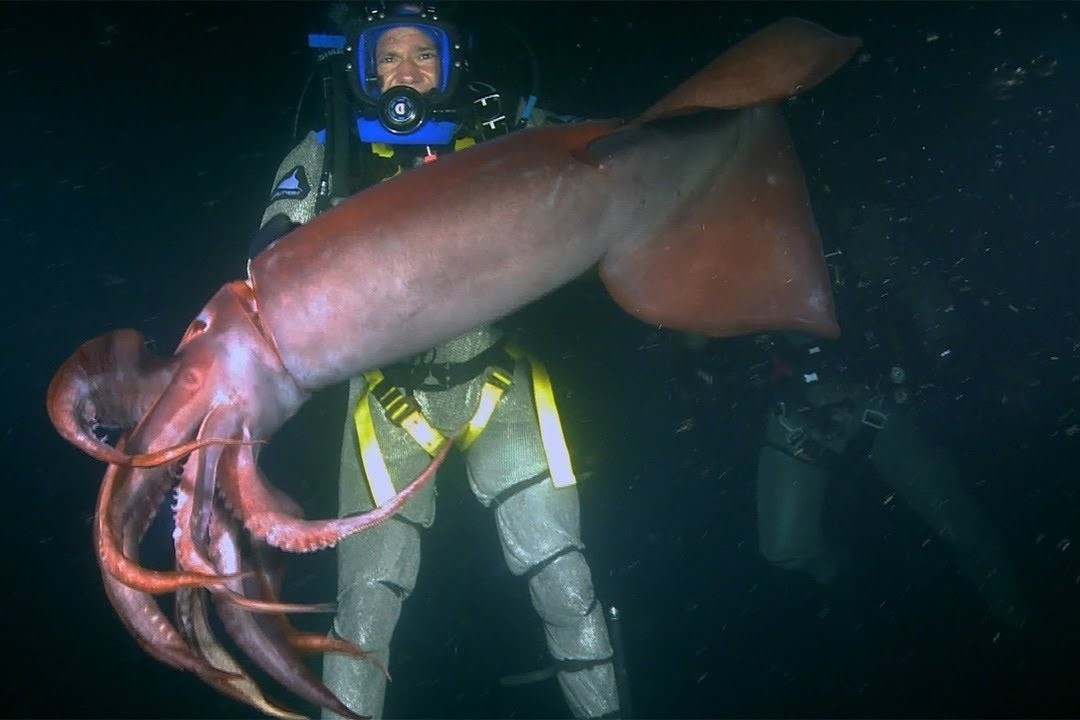 Loai muc dai hon 2 m duoc menh danh la 'quy do' hinh anh