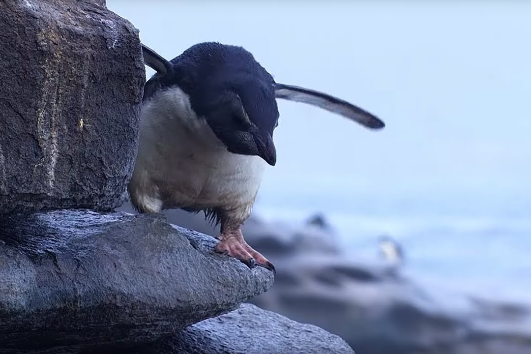 Chim canh cut thoat ke san moi trong gang tac hinh anh