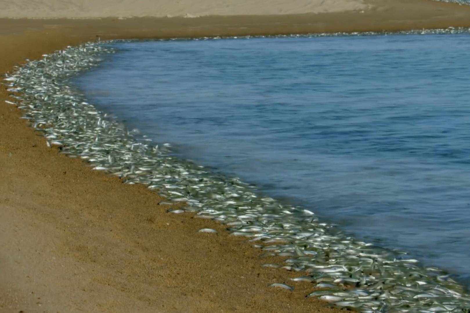 Hang trieu con ca phi than len bo de de trung hinh anh