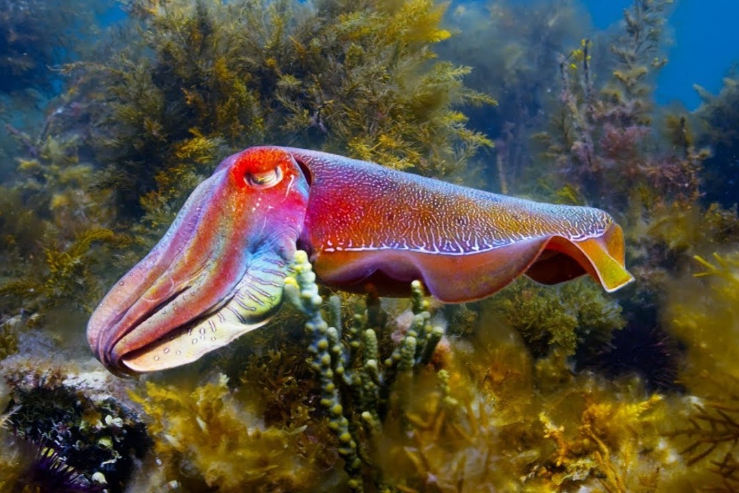 Kha nang cai trang cua muc nang khong lo hinh anh