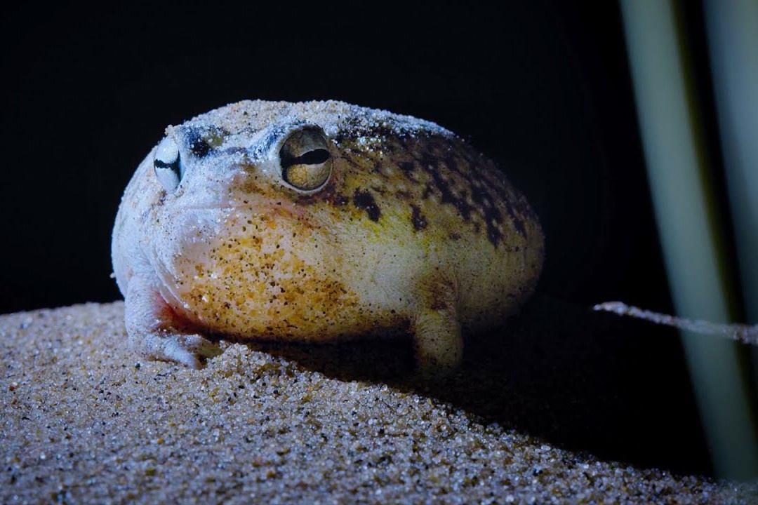 Dem san moi nguy hiem cua ech mua sa mac hinh anh