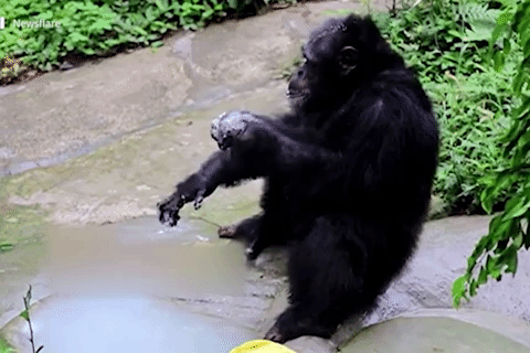 Con tinh tinh biet deo khau trang, rua tay bang xa phong hinh anh