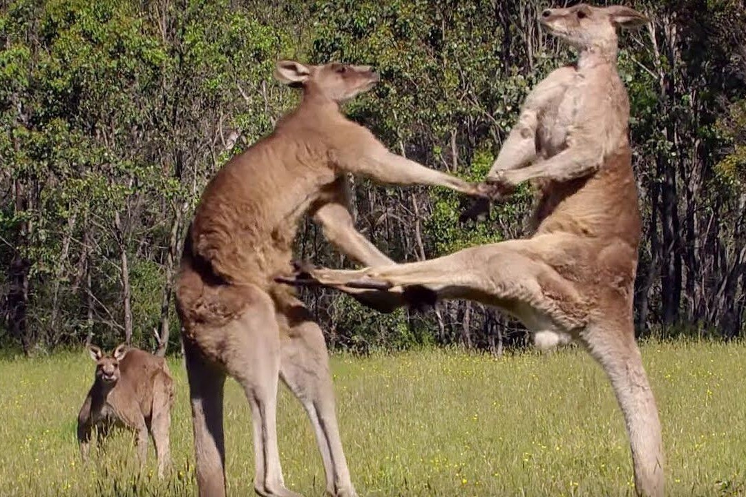 Hai con chuot tui danh nhau tay doi hinh anh