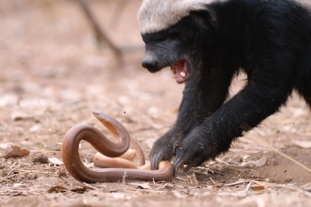 Ket cuc tham khoc cua ran khi san lung mat hinh anh