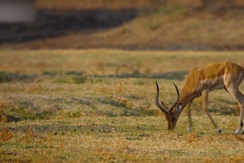 Linh cau pha hong cuoc di san cua bao hoa mai hinh anh