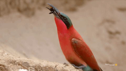 Loai chim dap nat voi ong truoc khi nuot hinh anh