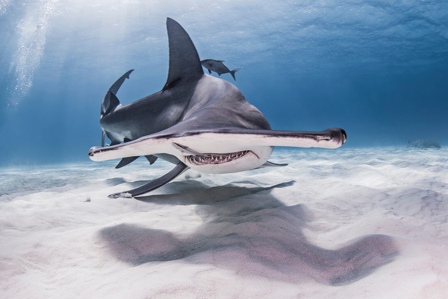 Cuoc chien quyet liet giua ca map bua va ca duoi hinh anh