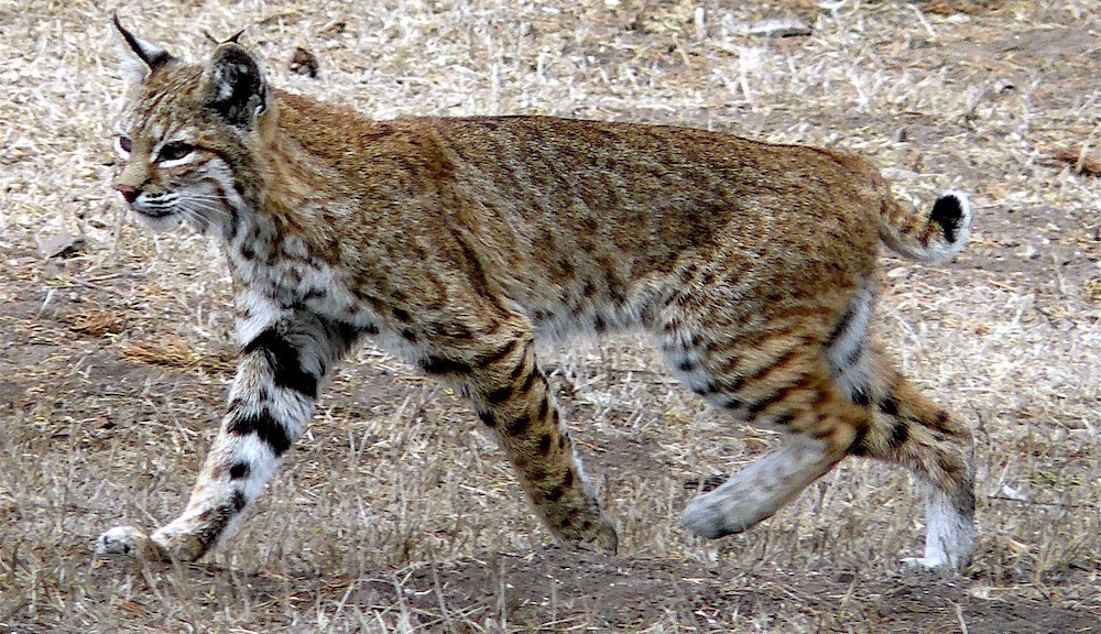 Linh mieu duoi coc tranh cuop thuc an cua me hinh anh