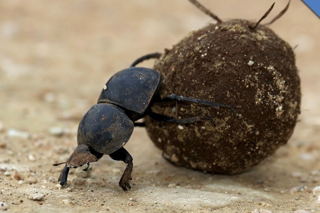 Loai con trung manh nhat the gioi hinh anh