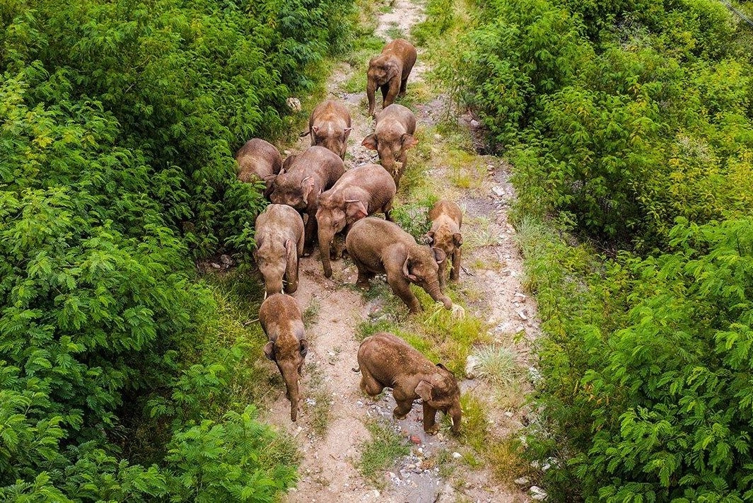 Dan voi hoang da o Trung Quoc tro ve nha sau chuyen di dai 1.300 km hinh anh