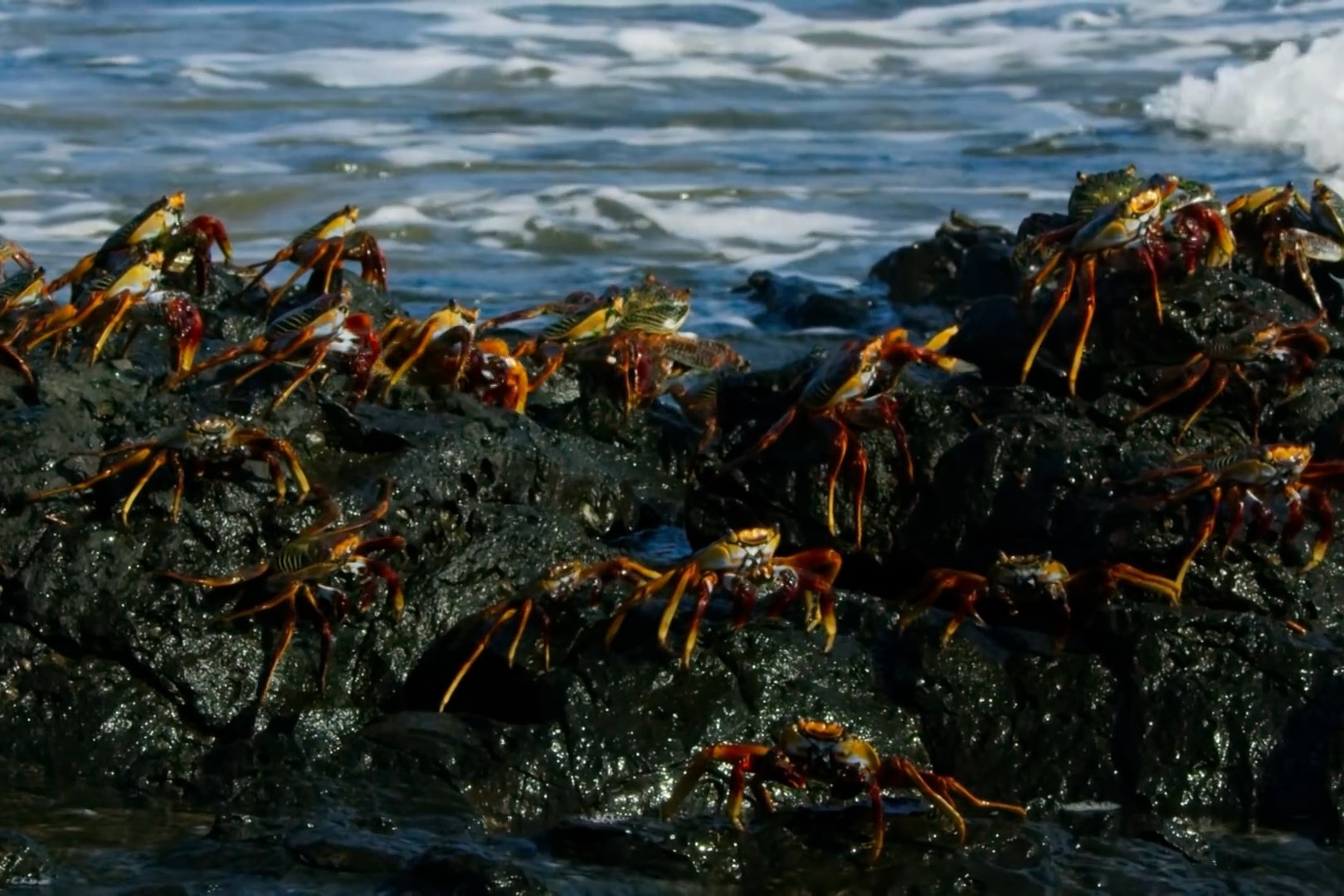 Hang nghin cua bien chay tron luon va bach tuoc hinh anh