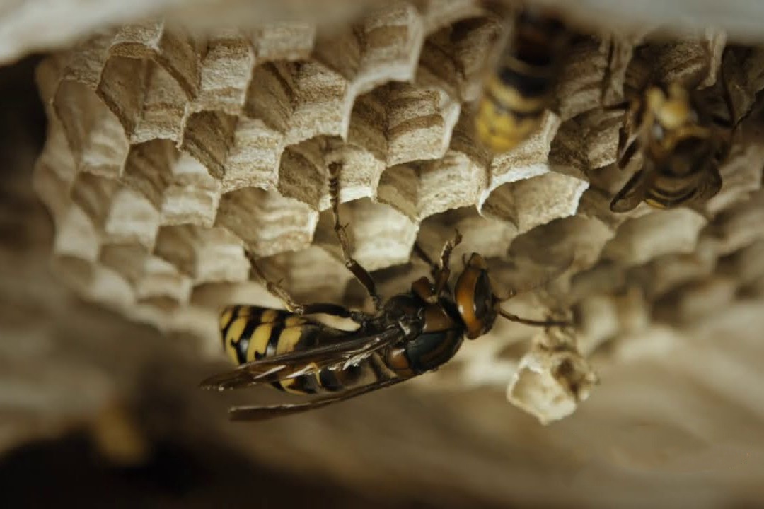 Cuoc song vat va cua ong bap cay chua hinh anh