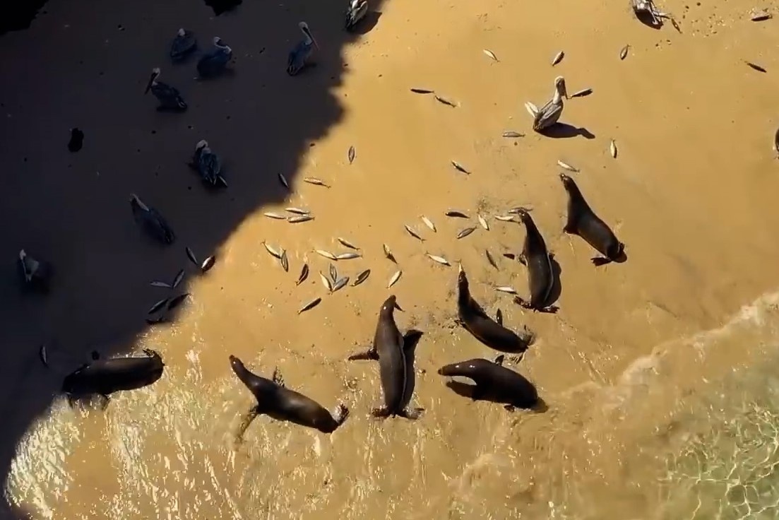 Chien thuat danh ca mac can cua su tu bien hinh anh