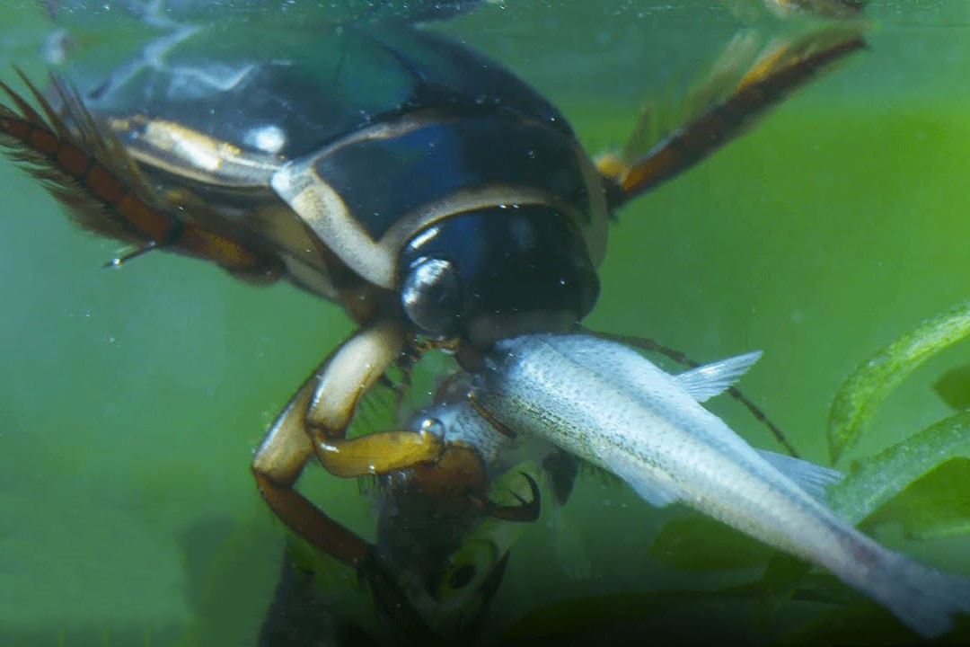 Loai bo nuoc duoc menh danh la cho soi hinh anh