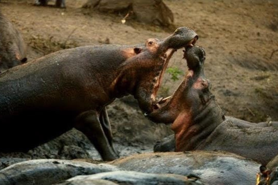 Cuoc chien quyet liet giua hai con ha ma hinh anh