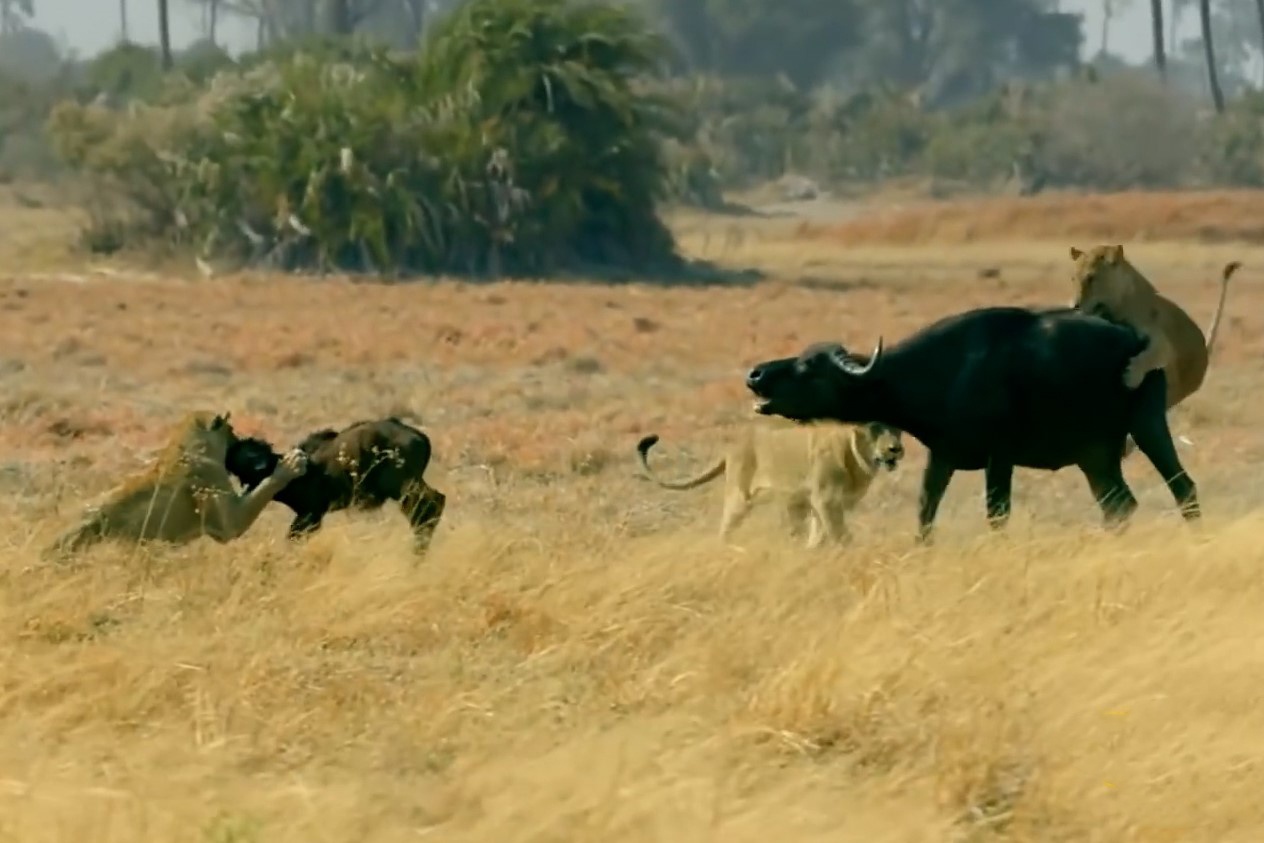 Cach dan su tu san trau rung hinh anh