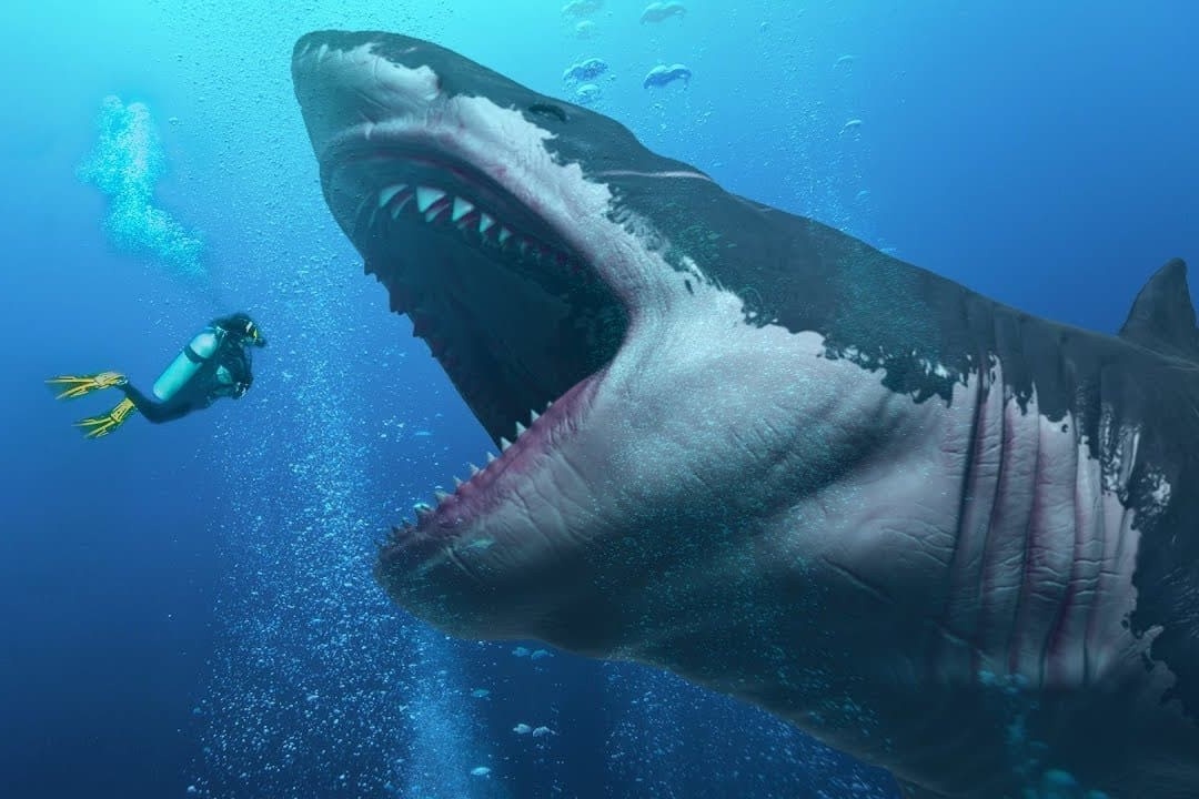 Loai ca map khong lo, da tuyet chung hinh anh