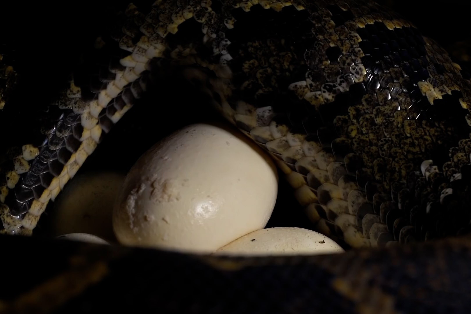 Can canh tran da de 50 qua trung hinh anh