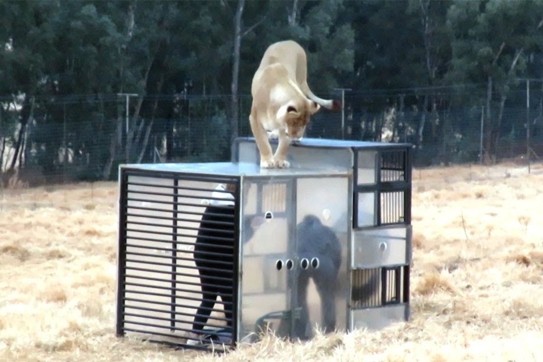 Trai nghiem vuon thu dao nguoc doc dao o Nam Phi hinh anh
