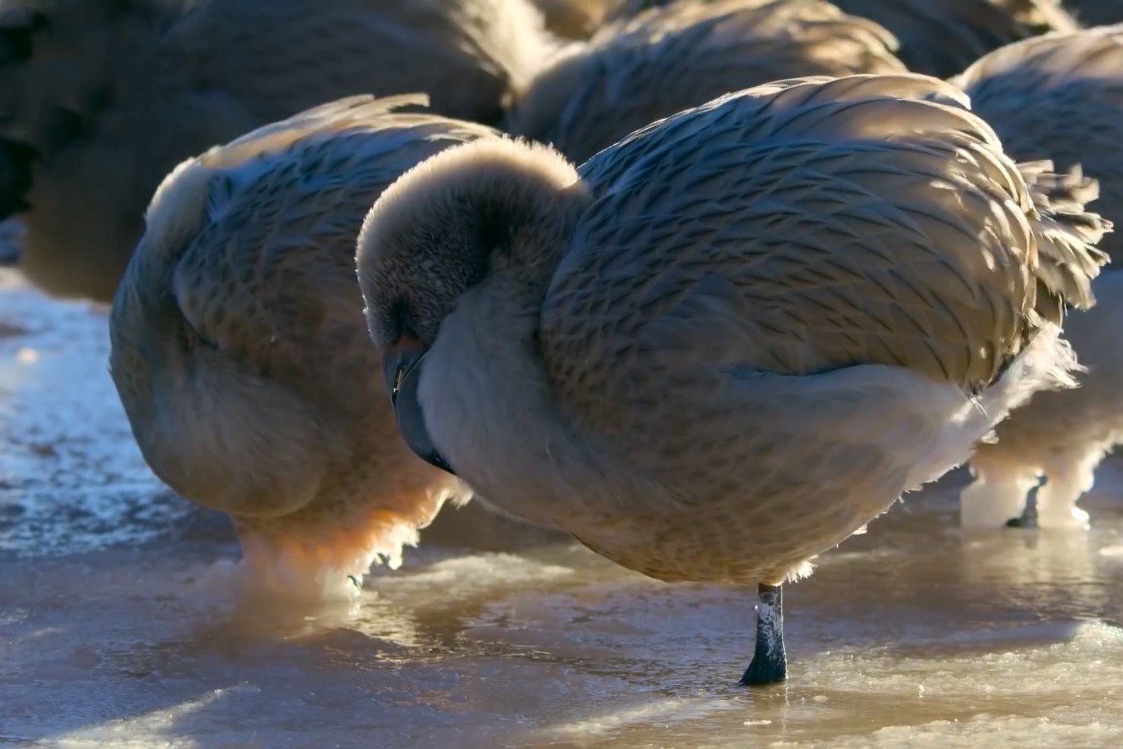 Hang tram con chim hong hac mac ket trong ho nuoc dong bang hinh anh