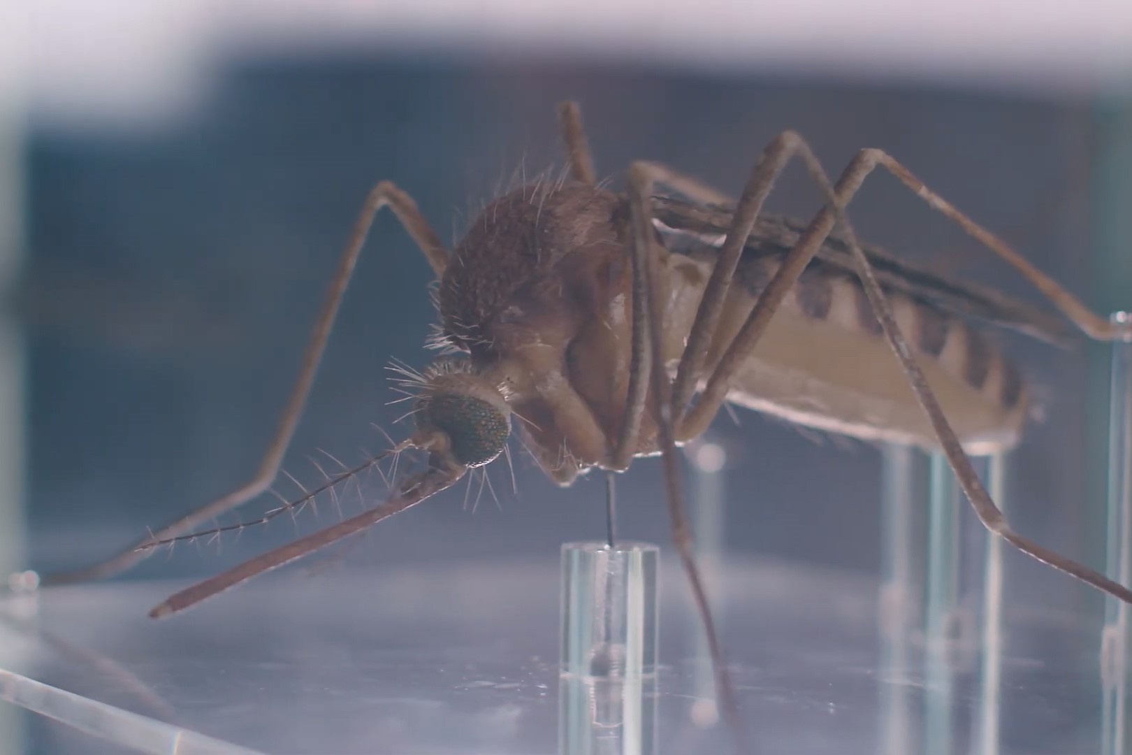 Loai muoi song duoi tau dien ngam o London hinh anh