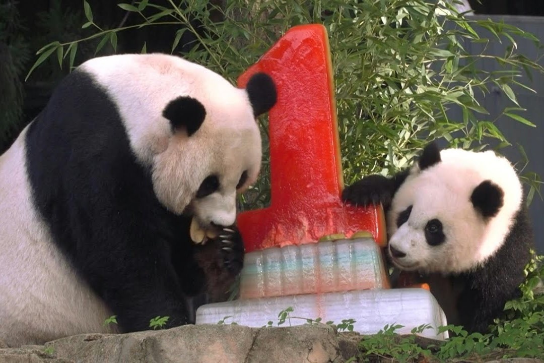 Du khach den du sinh nhat gau truc con tron 1 tuoi o My hinh anh