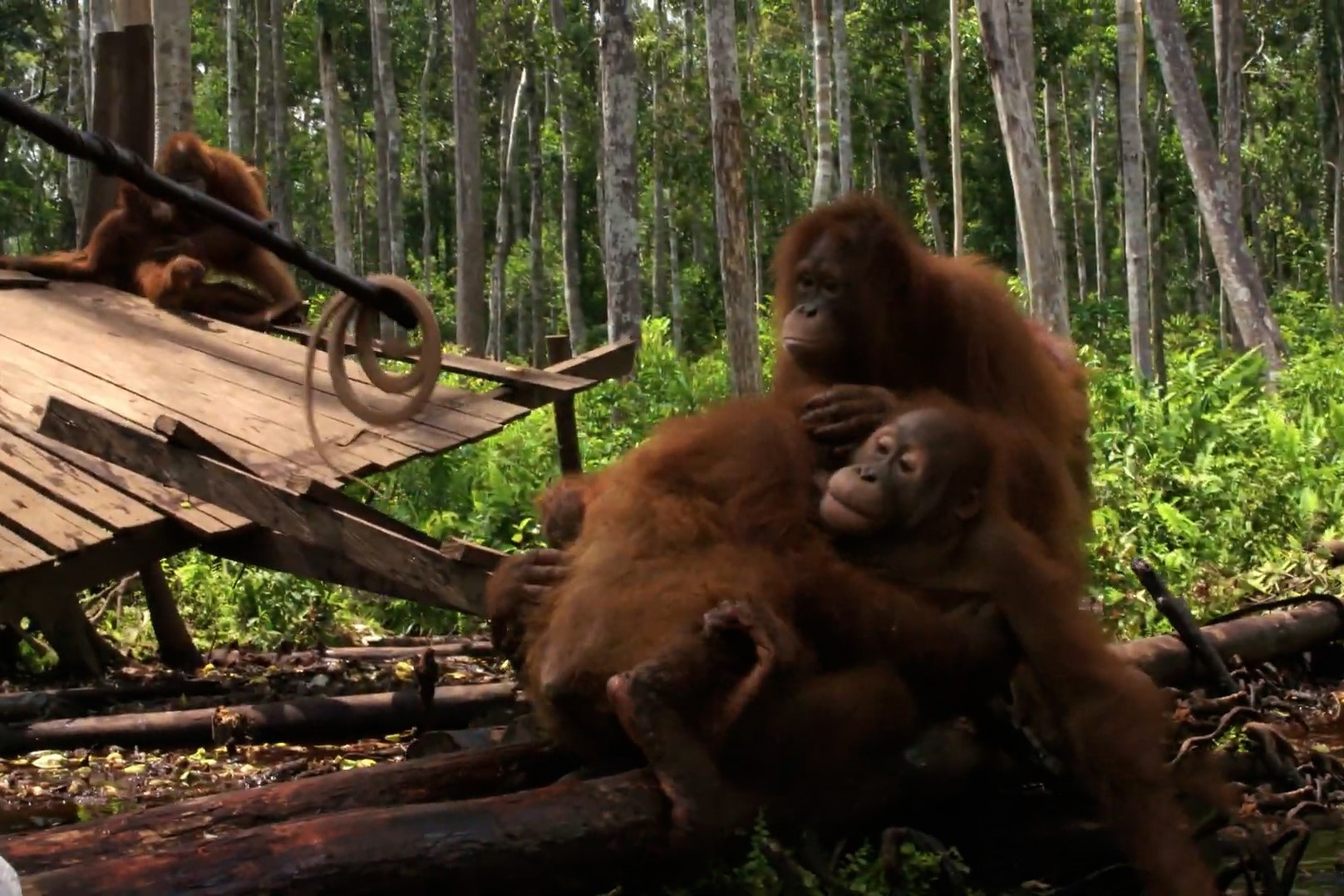 Phan ung cua duoi uoi khi lan dau nhin thay ran doc hinh anh