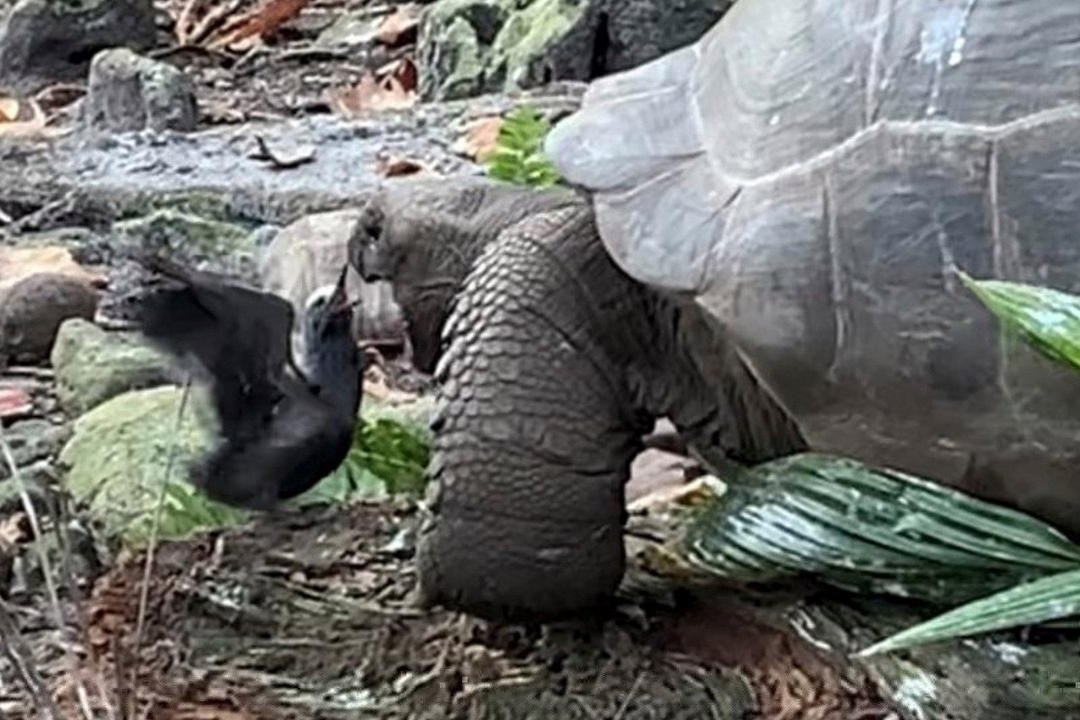 Rua khong lo bat ngo tan cong chim non hinh anh