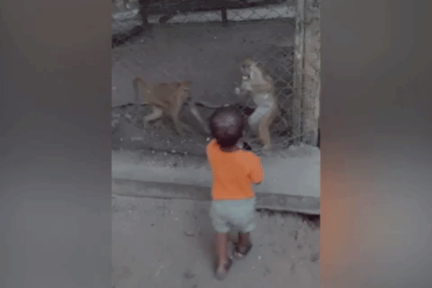 Khi trong vuon thu tum lay be trai 2 tuoi hinh anh