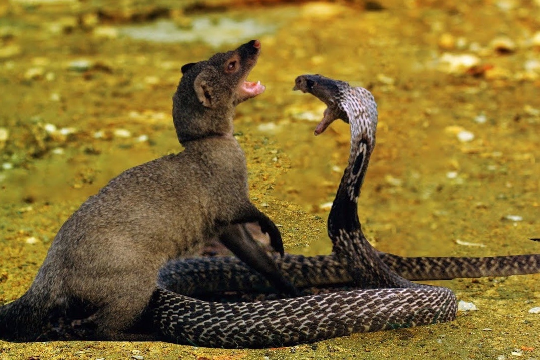 Loai dong vat chuyen tan cong, an thit ran doc hinh anh