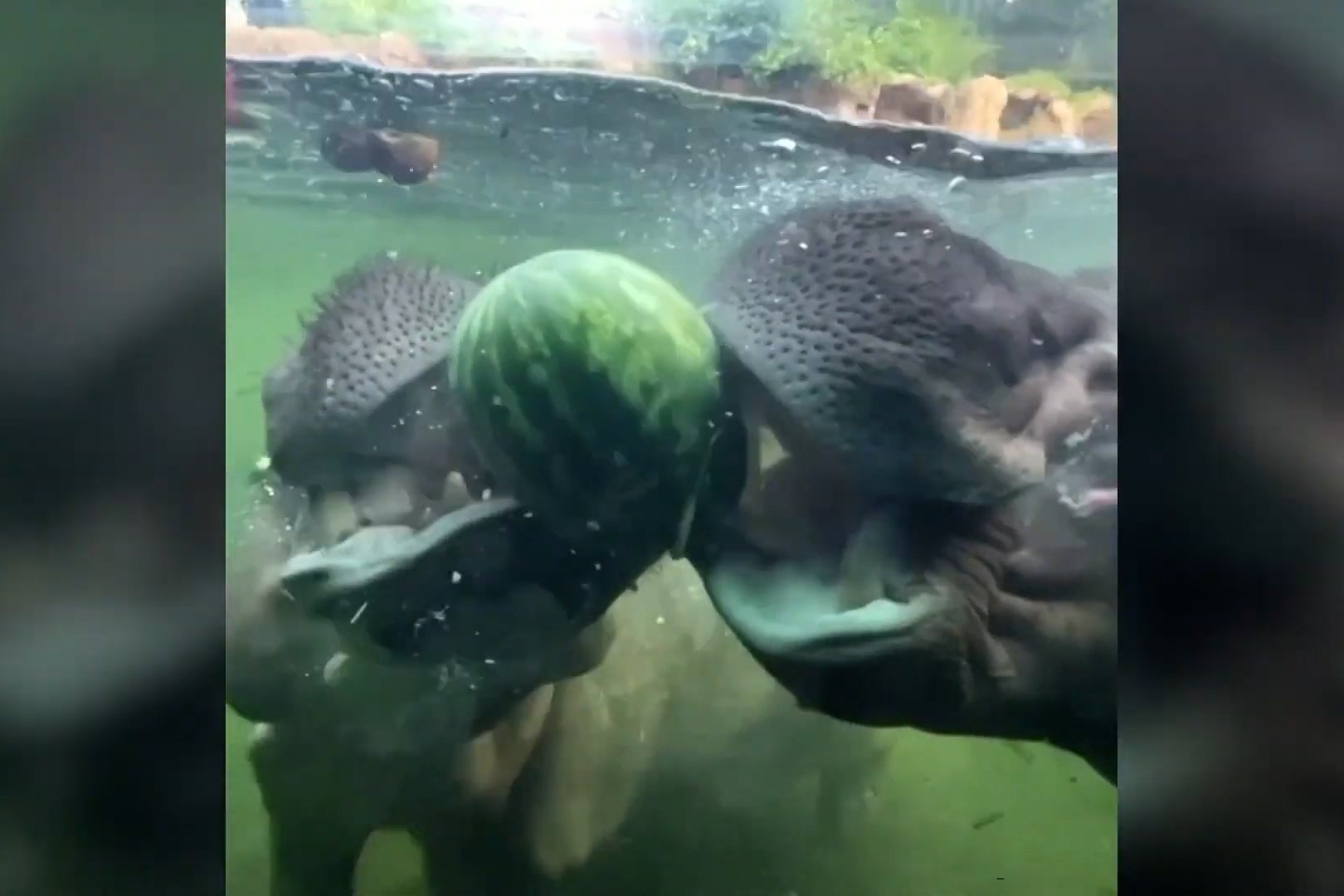 To chuc sinh nhat cho ha ma 47 tuoi o vuon thu My hinh anh