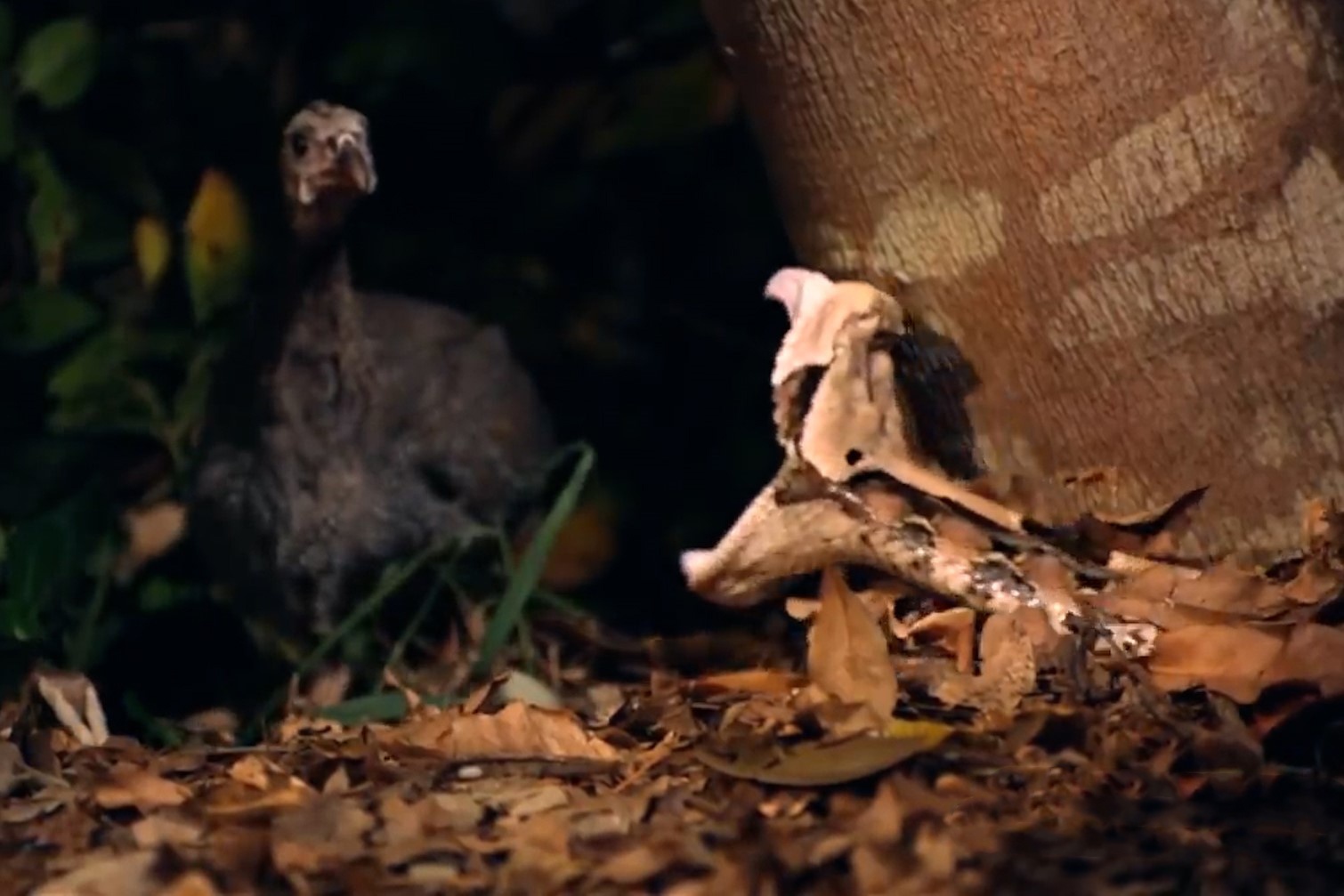 Ran ho luc san chim hinh anh