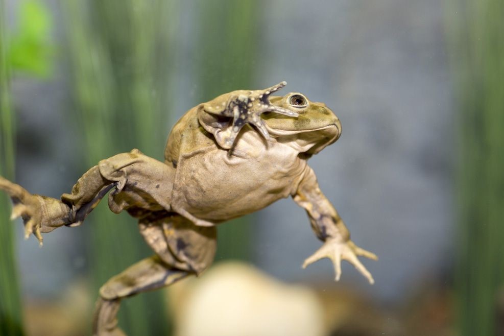 Loai ech song duoi nuoc lon nhat the gioi hinh anh